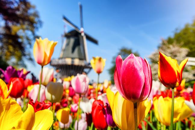 La Hollande et la Belgique au temps des tulipes et croisière fluviale sur le Rhin romantique Amsterdam à Strasbourg «en tout inclus»
