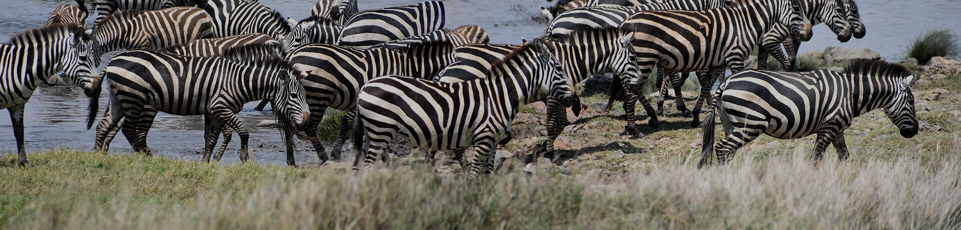 Afrique