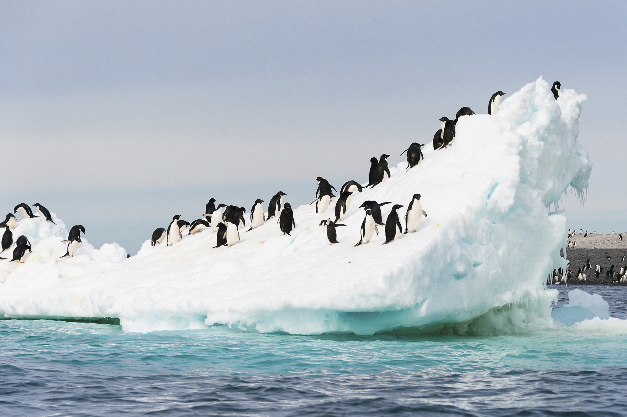 L'Antarctique à bord du Celebrity Eclipse