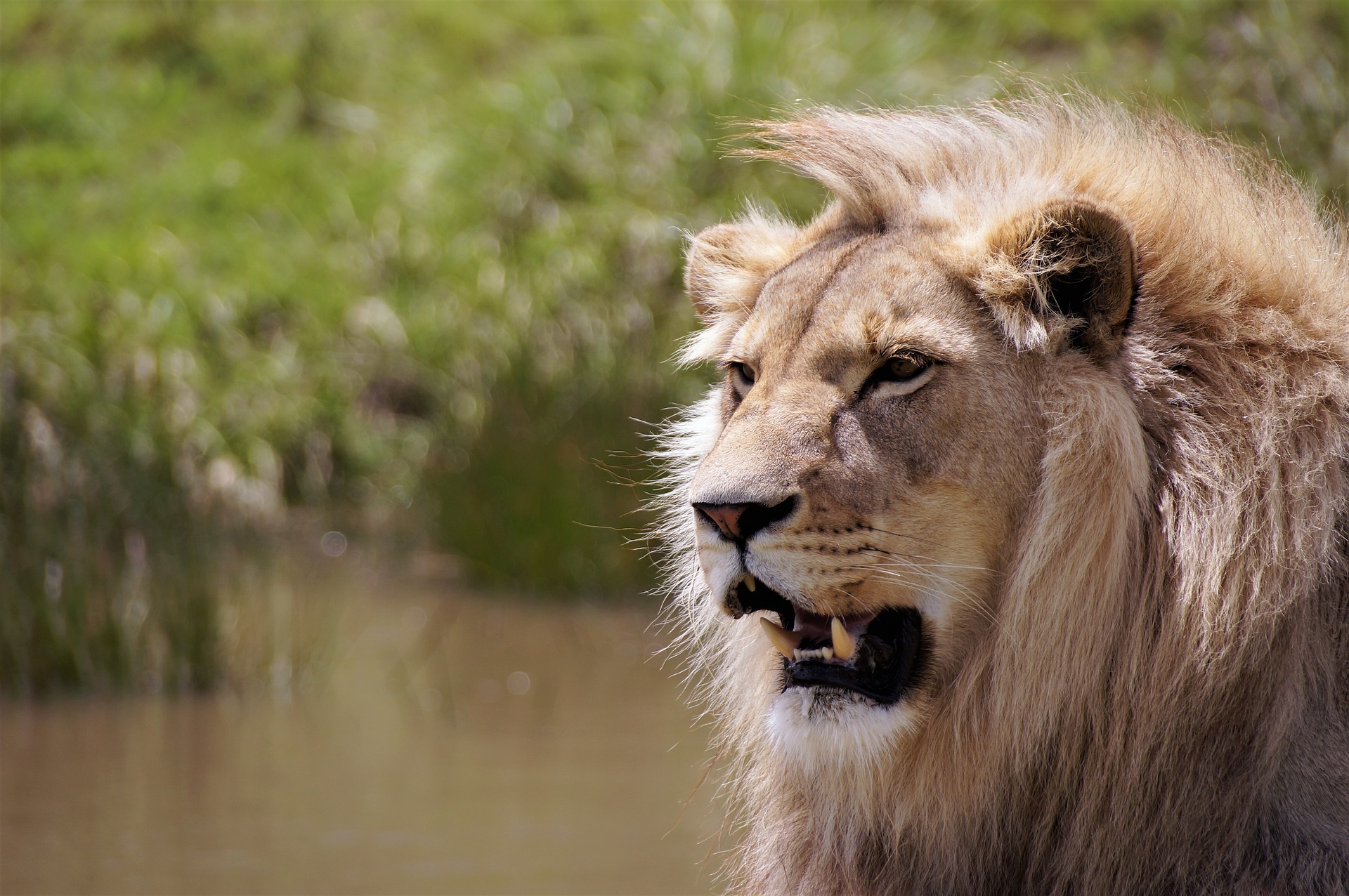 Safari en Afrique du Sud (lodge de luxe) & Safari-croisière en Afrique Australe - navire et lodge de CroisiEurope privatisés par Voyage Louise Drouin