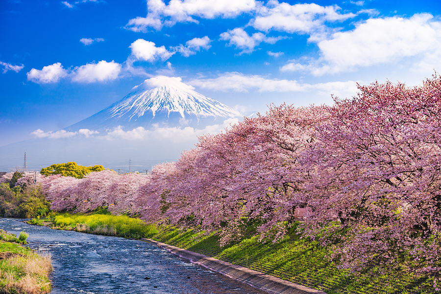 Le Japon et ses jardins fleuris (cerisiers, glycines et azalées) en croisière et circuit