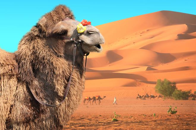 Le Maroc du Nord au Sud - Récit 00