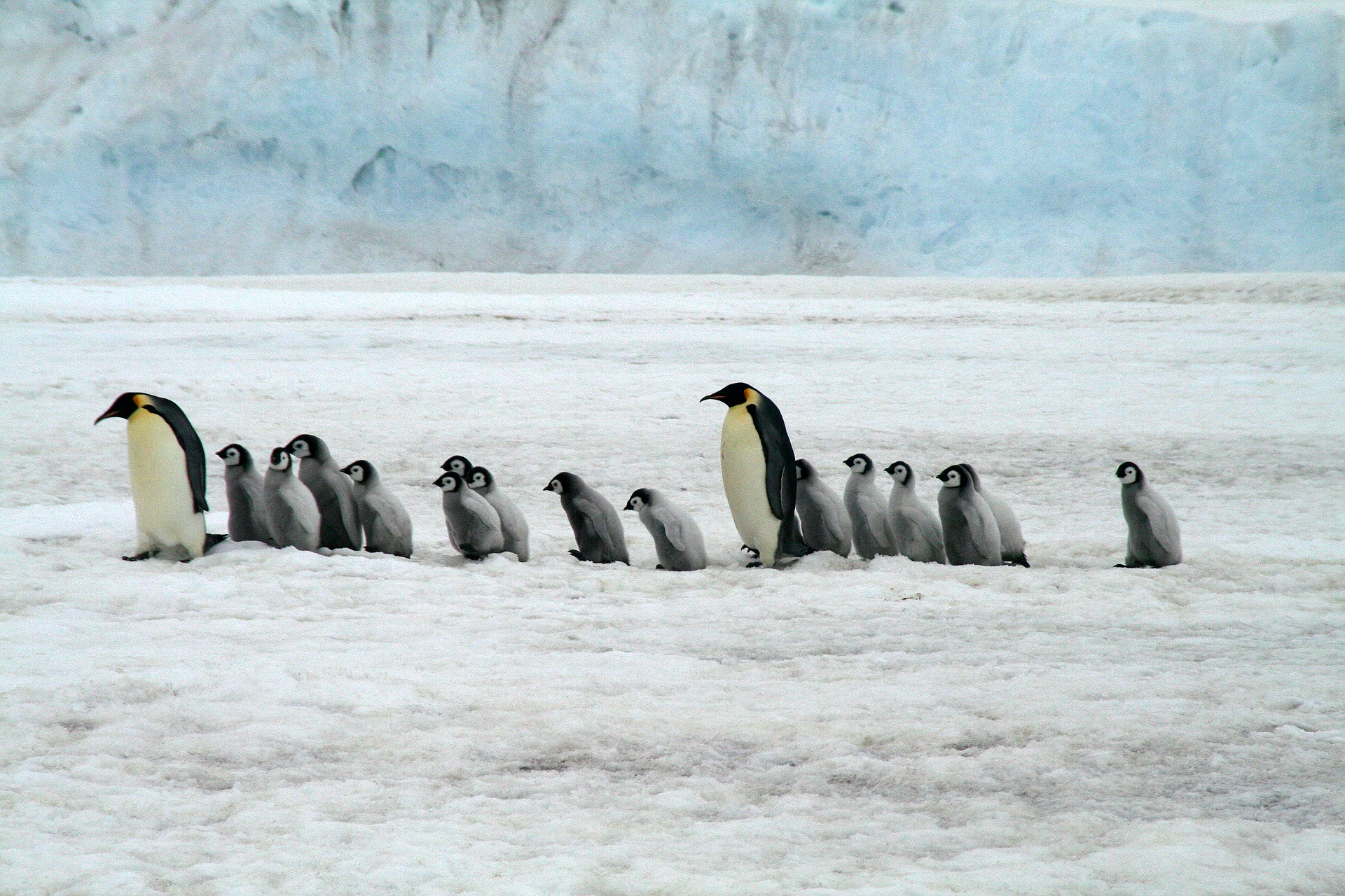 L'Antarctique et la Géorgie du Sud en croisière avec La Compagnie du Ponant