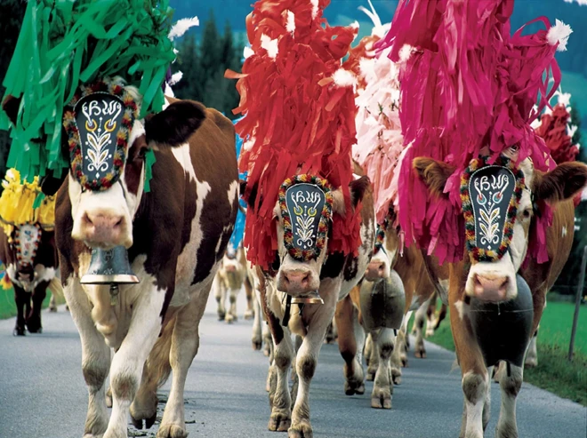 Tyrol et Bavière - Fête de la bière et transhumance 