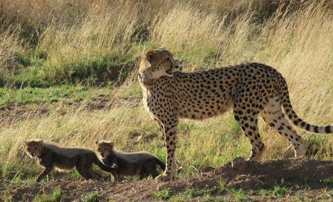 Safaris en Tanzanie durant la grande migration - Prolongation facultative sur l\u0027Île de Zanzibar au Riu Palace Zanzibar en tout inclus