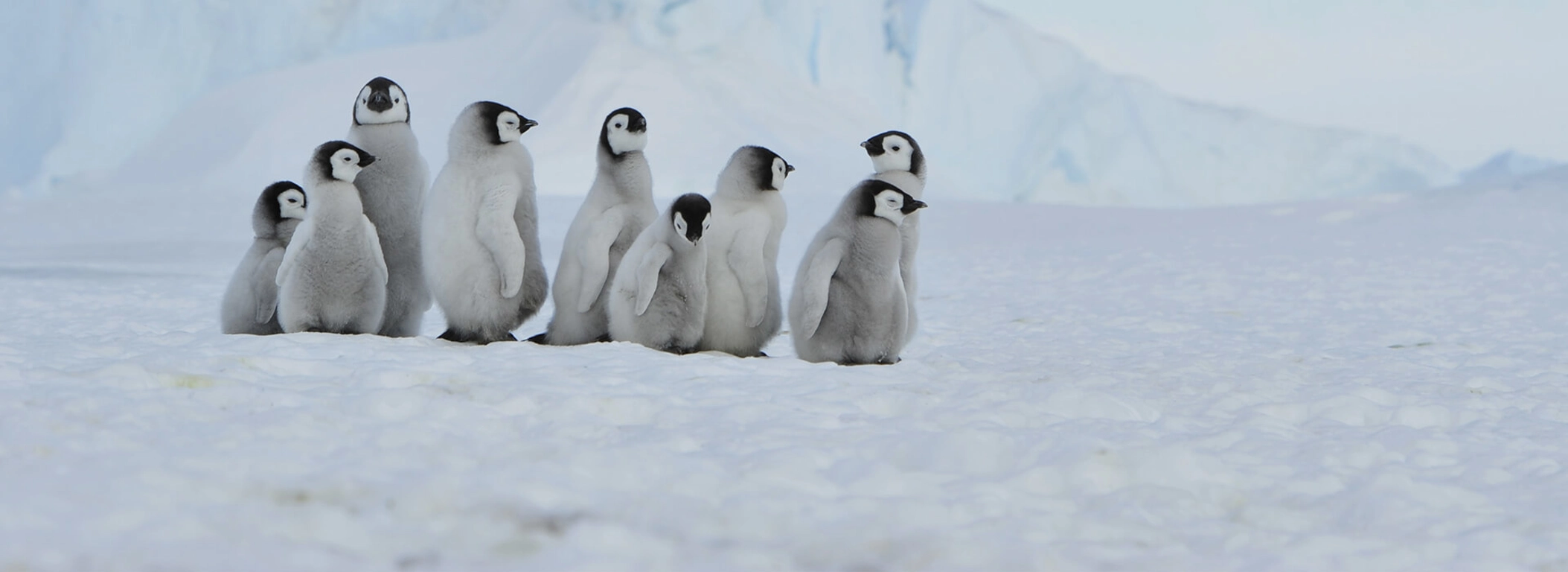 Antarctique