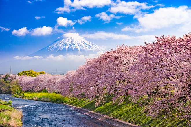 Le Japon et ses jardins fleuris (cerisiers, glycines et azalées) en croisière et circuit