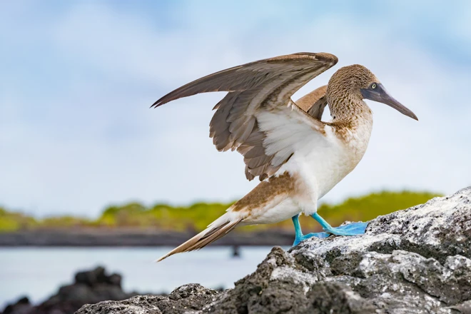 Croisière aux îles Galápagos, en Équateur