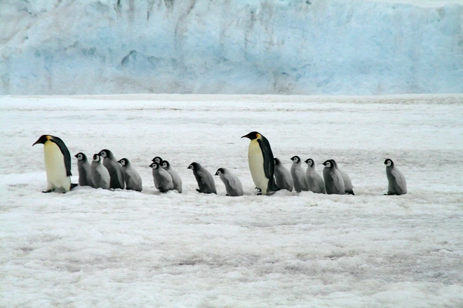 Croisière en Antarctique «Expédition» avec Ponant « L\u0027Antarctique Emblématique »