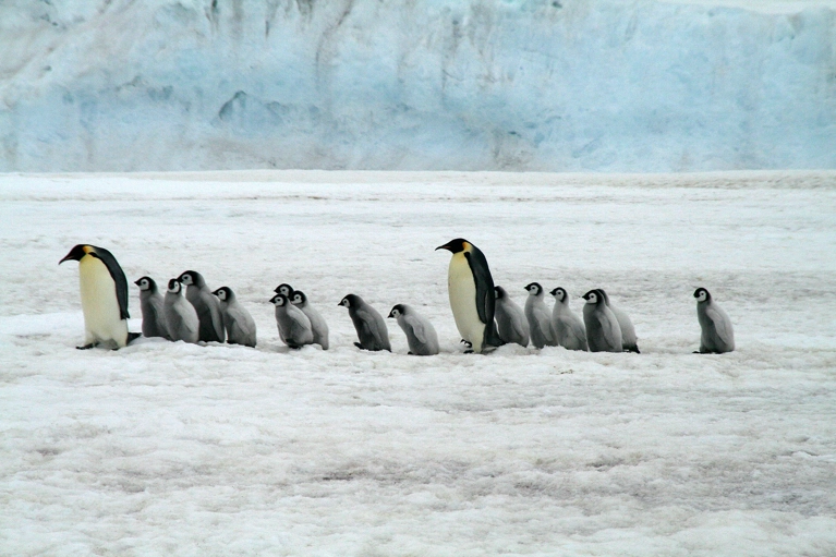 Croisière en Antarctique «Expédition» avec Ponant « L\u0027Antarctique Emblématique »