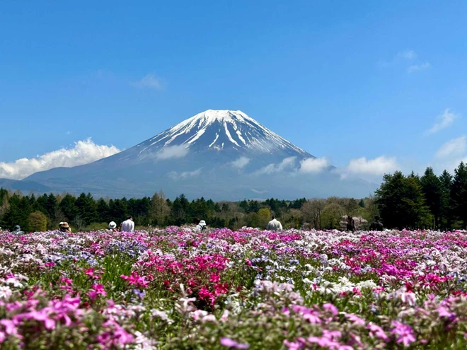 Japon « cerisiers et jardins fleuris »