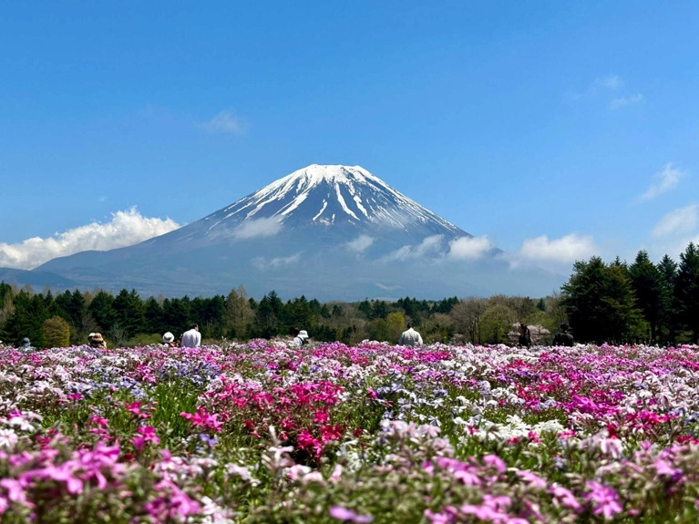 Japon « cerisiers et jardins fleuris »