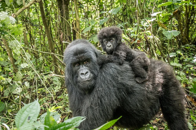 Safari au Rwanda « À la rencontre des gorilles de montagne et des chimpanzés »