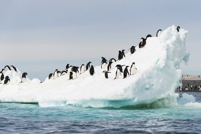 L\u0027Antarctique à bord du Celebrity Eclipse 2019