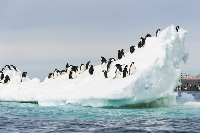 L\u0027Antarctique à bord du Celebrity Eclipse 2019