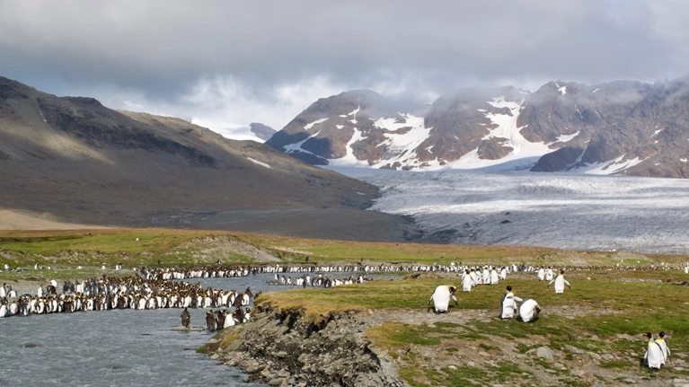 L\u0027Antarctique et la Géorgie du Sud à bord du Lyrial de la Compagnie du Ponant - Découverte de Buenos Aires, d’Ushuaia, Croisière expédition de 4 jours en péninsule Antarctique et 3 jours en Georgie du sud